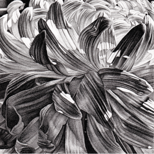 Chrysanthemum Petals
